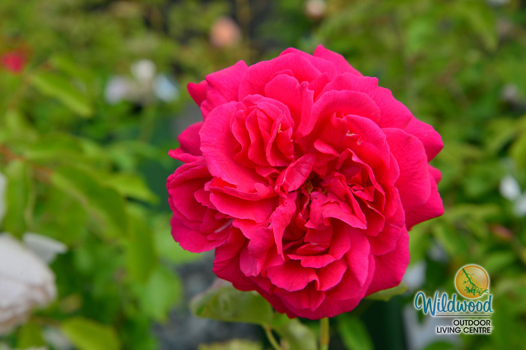 Thomas À Becket - David Austin Rose