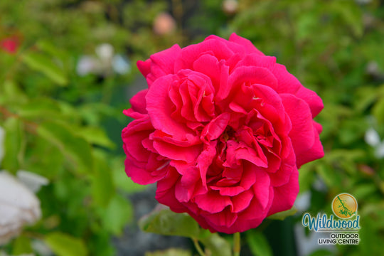 Thomas À Becket - David Austin Rose