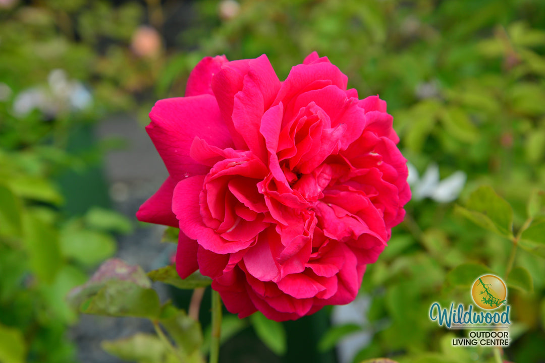 Thomas À Becket - David Austin Rose