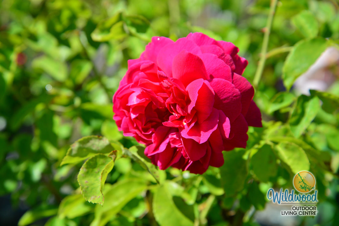 Thomas À Becket - David Austin Rose