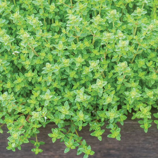 Thyme Common - Burpee Seeds