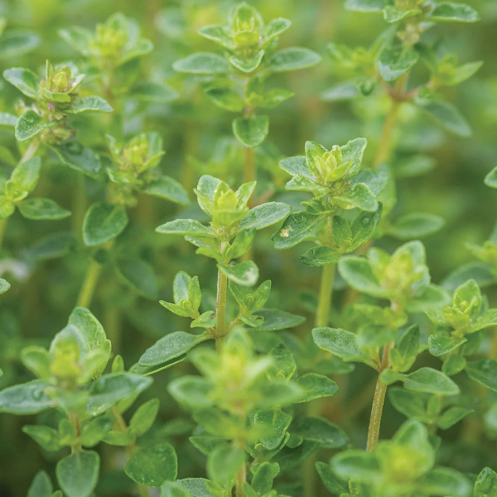 Thyme Common - Burpee Seeds