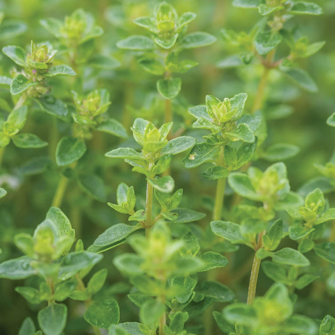 Thyme Common - Burpee Seeds