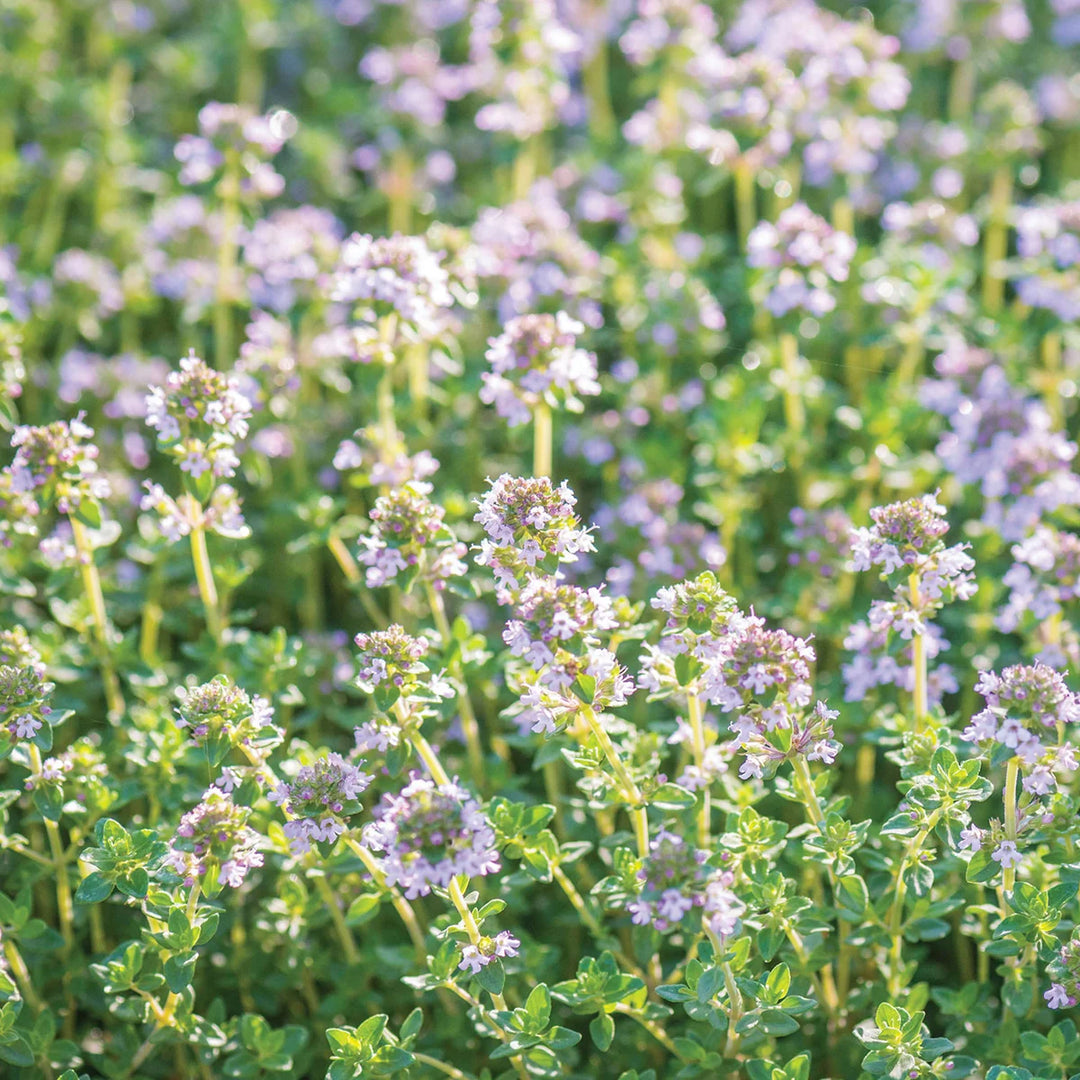 Thyme Common - Burpee Seeds