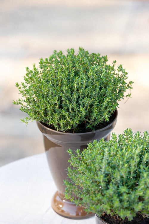 Herb Garden Jumbo - Ontario Seed Company