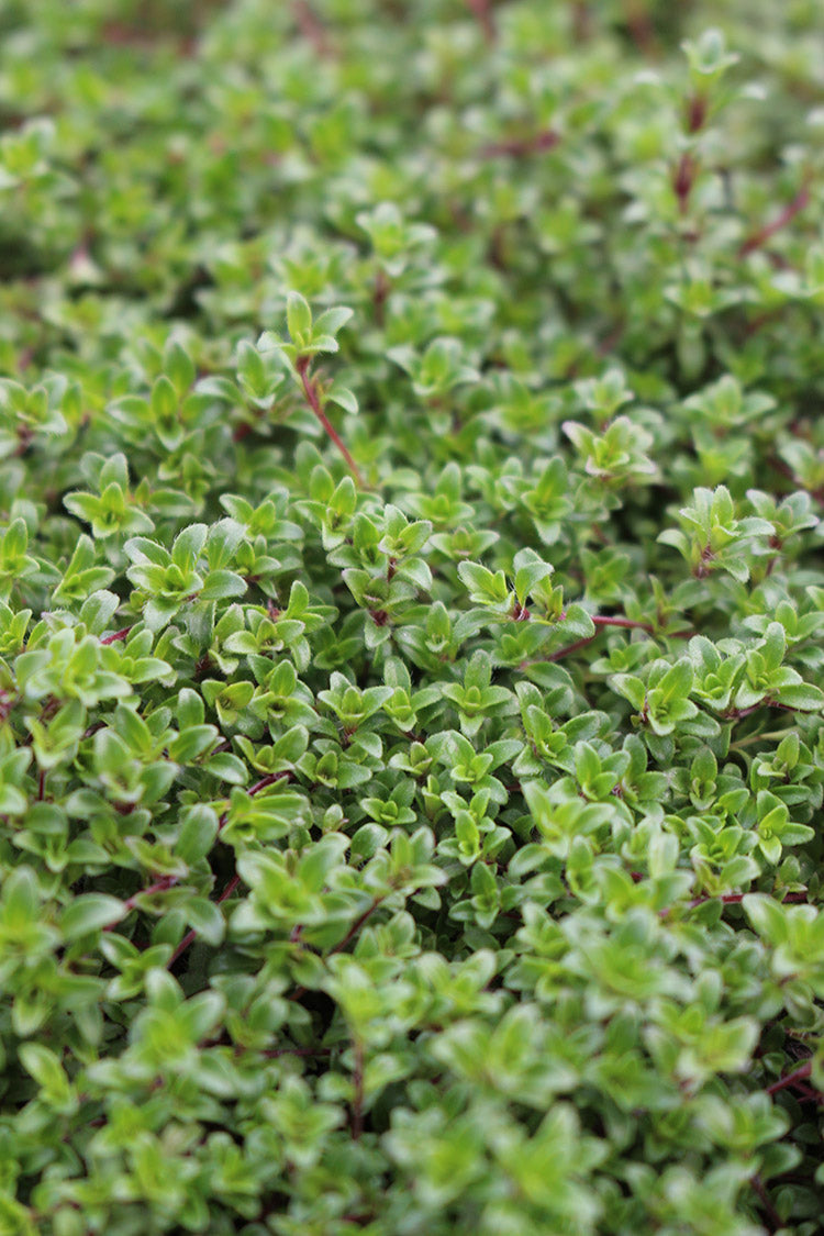Thyme - Praecox Coccineus, 1 Pack