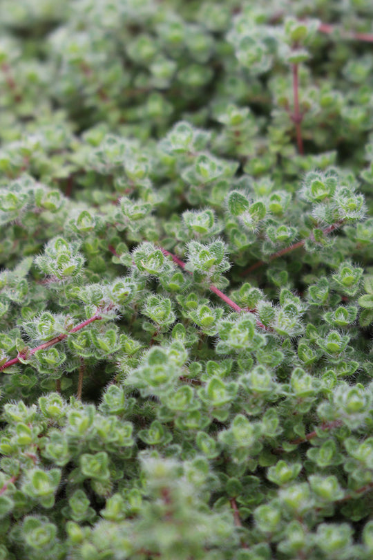 Thyme - Wooly Thyme, 1 Pack