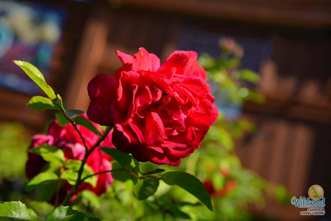 Tiamo - Kordes® Roses