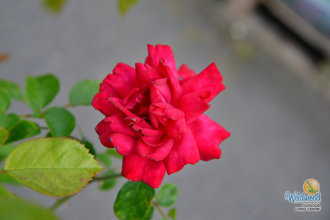 Tiamo - Kordes® Roses