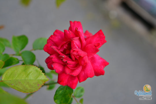 Tiamo - Kordes® Roses