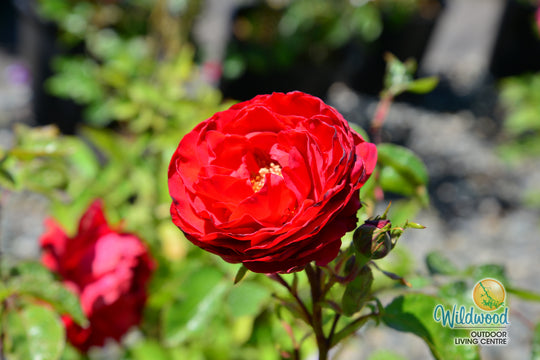 Tiamo - Kordes® Roses