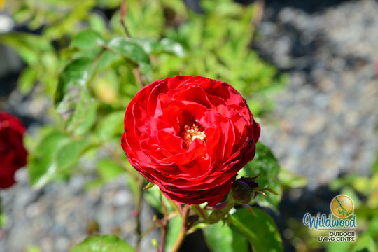 Tiamo - Kordes® Roses