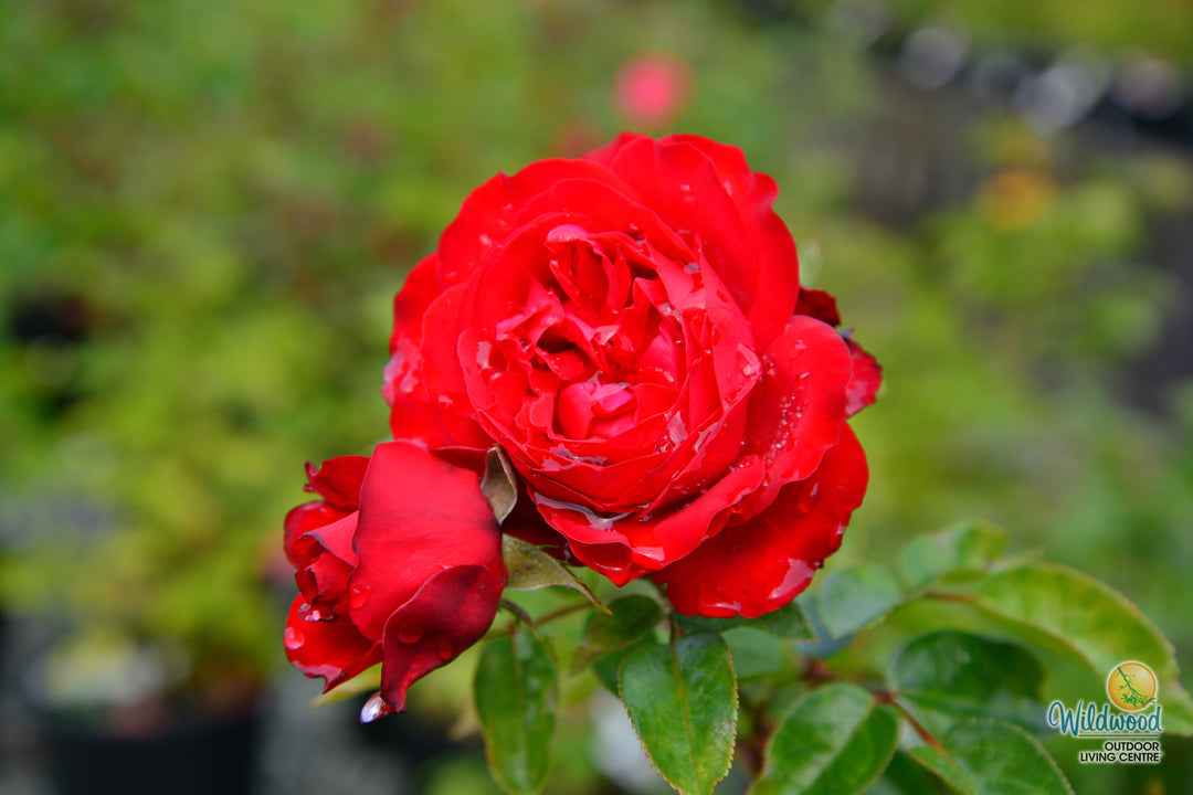 Tiamo - Kordes® Roses