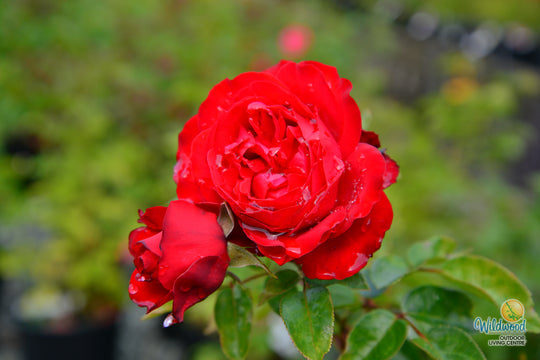Tiamo - Kordes® Roses
