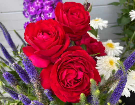 Tiamo - Star Roses and Plants