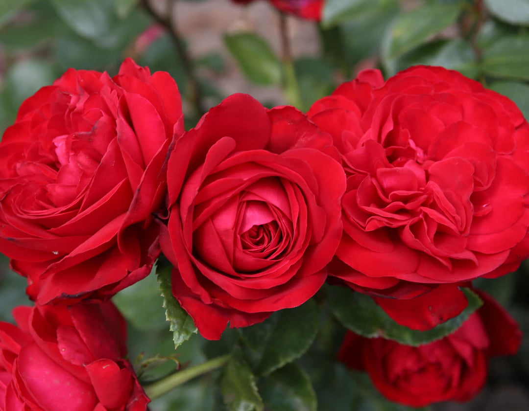 Tiamo - Star Roses and Plants