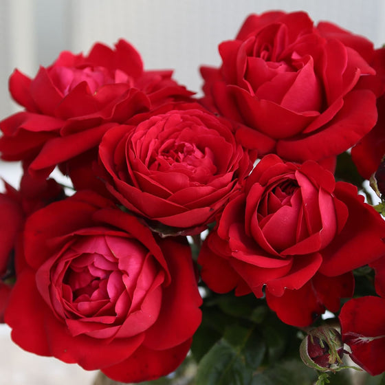 Tiamo - Kordes® Roses