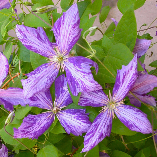 Clematis Tie Dye