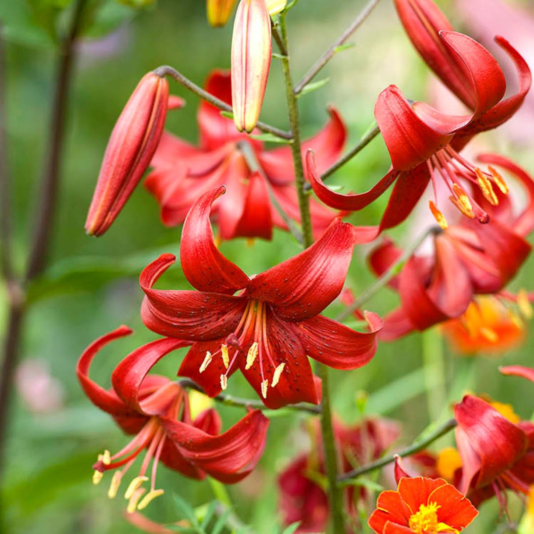 Tiger Lily – Wildwood Outdoor Living