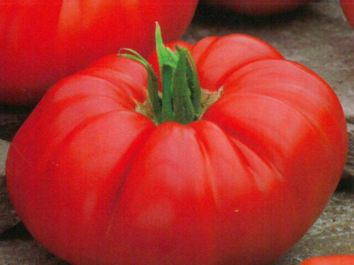 Tomato Costoluto Genovese International - Aimers Seeds
