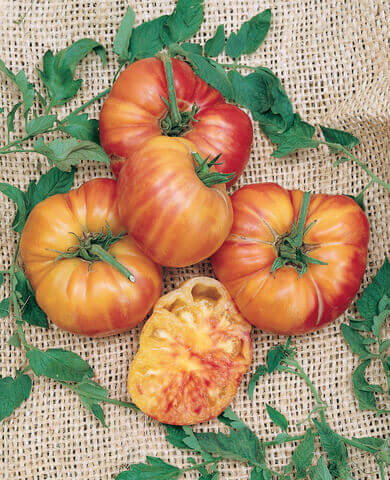 Tomato Big Rainbow International - Aimers Seeds