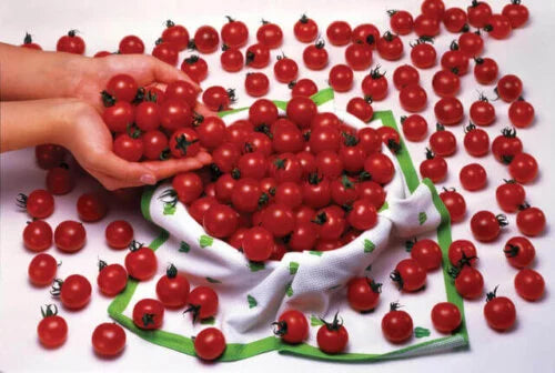 Tomato Sweet Million Hybrid International - Aimers Seeds