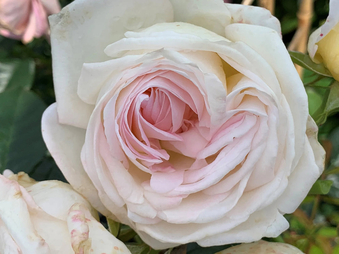 Top Cream - Star Roses and Plants