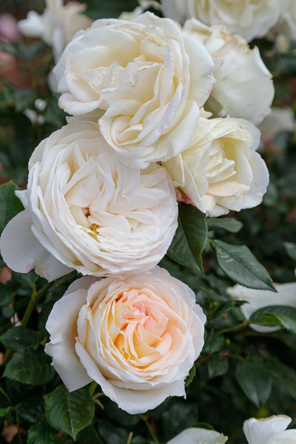 Top Cream - Star Roses and Plants