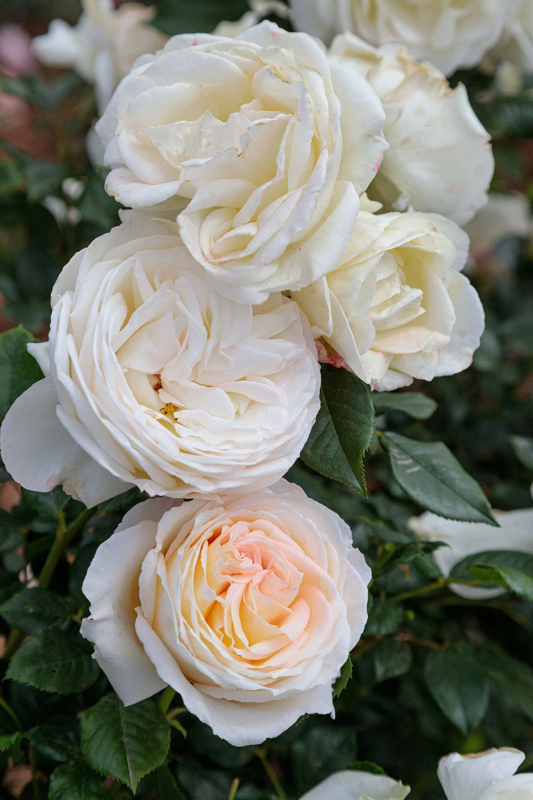 Top Cream - Star Roses and Plants