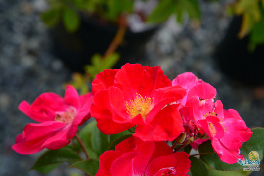 Top Gun - Weeks Rose