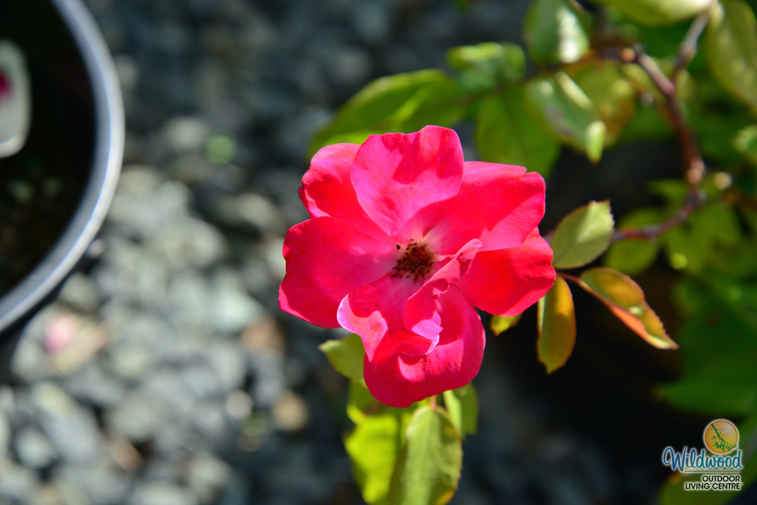 Top Gun - Weeks Rose