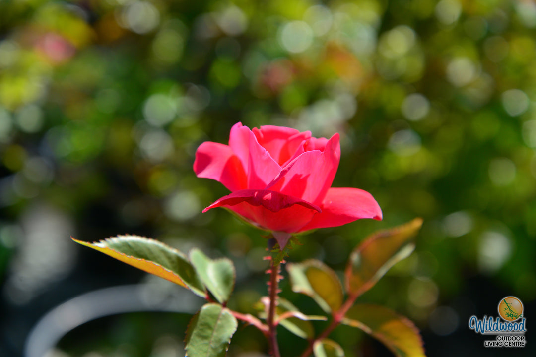 Top Gun - Weeks Rose