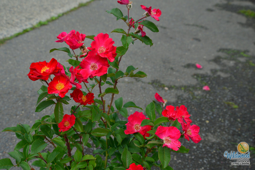Top Gun - Weeks Rose