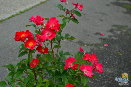 Top Gun - Weeks Rose
