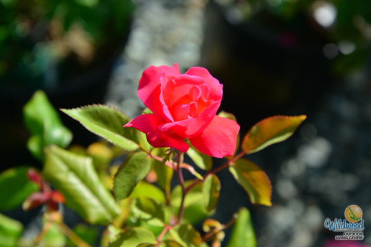 Top Gun - Weeks Rose