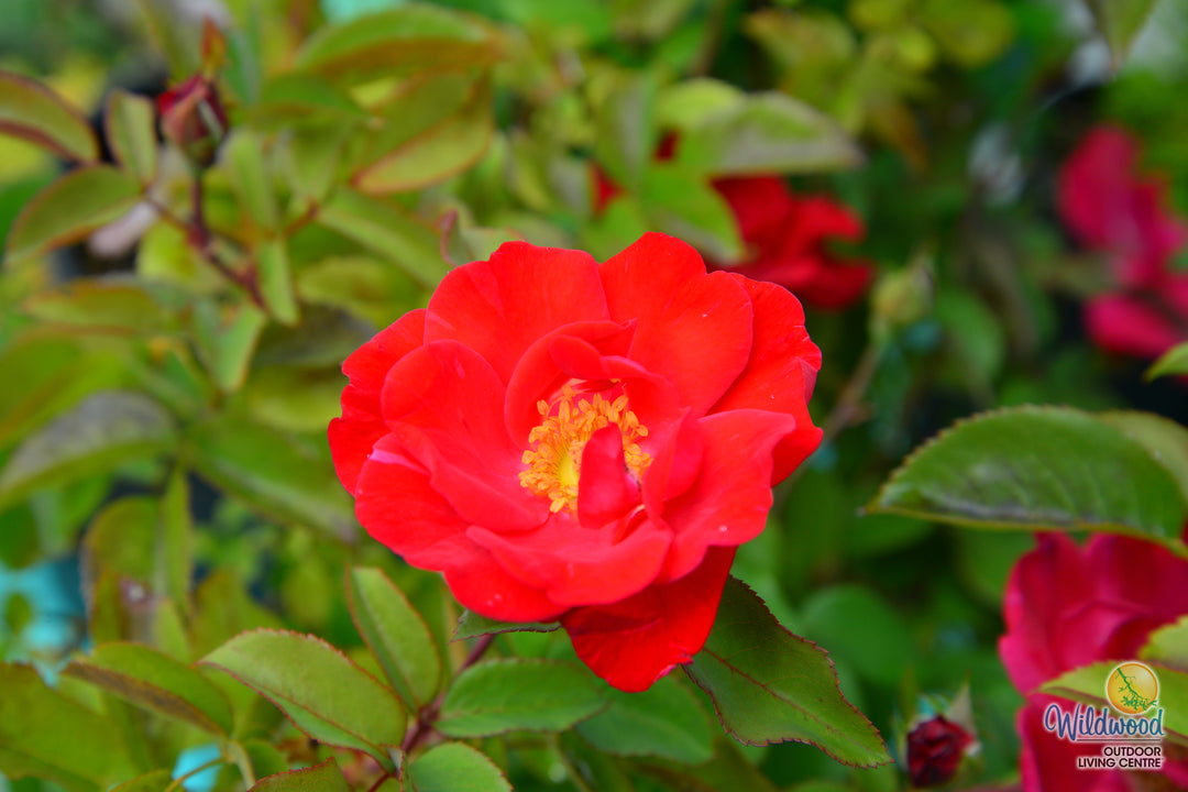 Top Gun - Weeks Rose