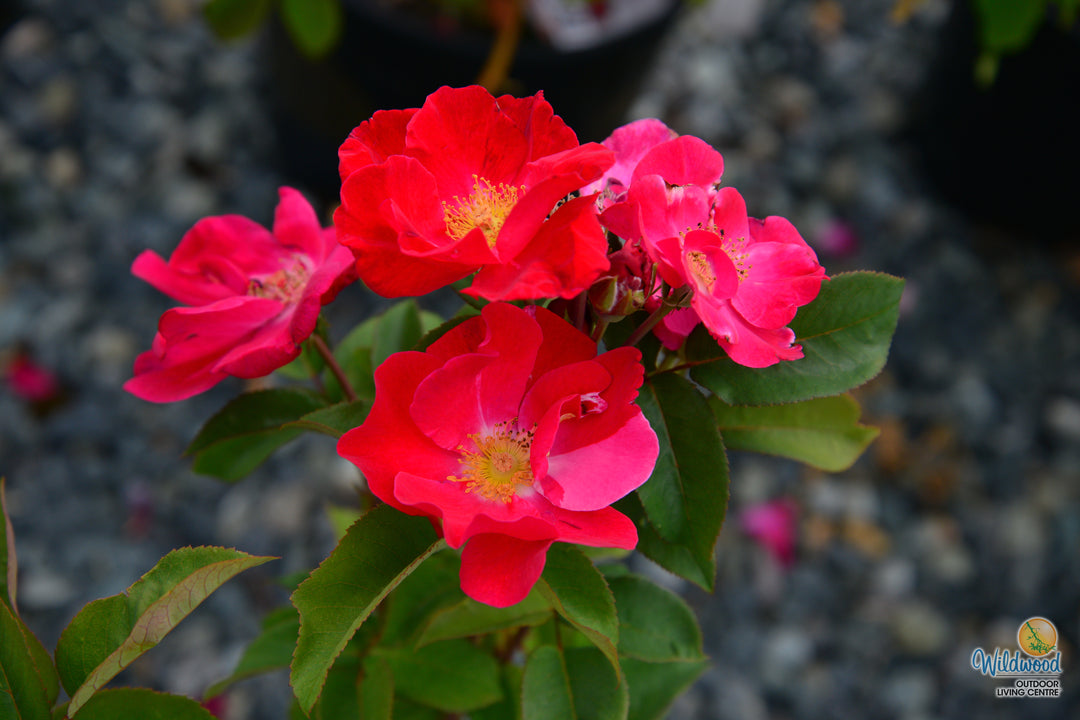 Top Gun - Weeks Rose