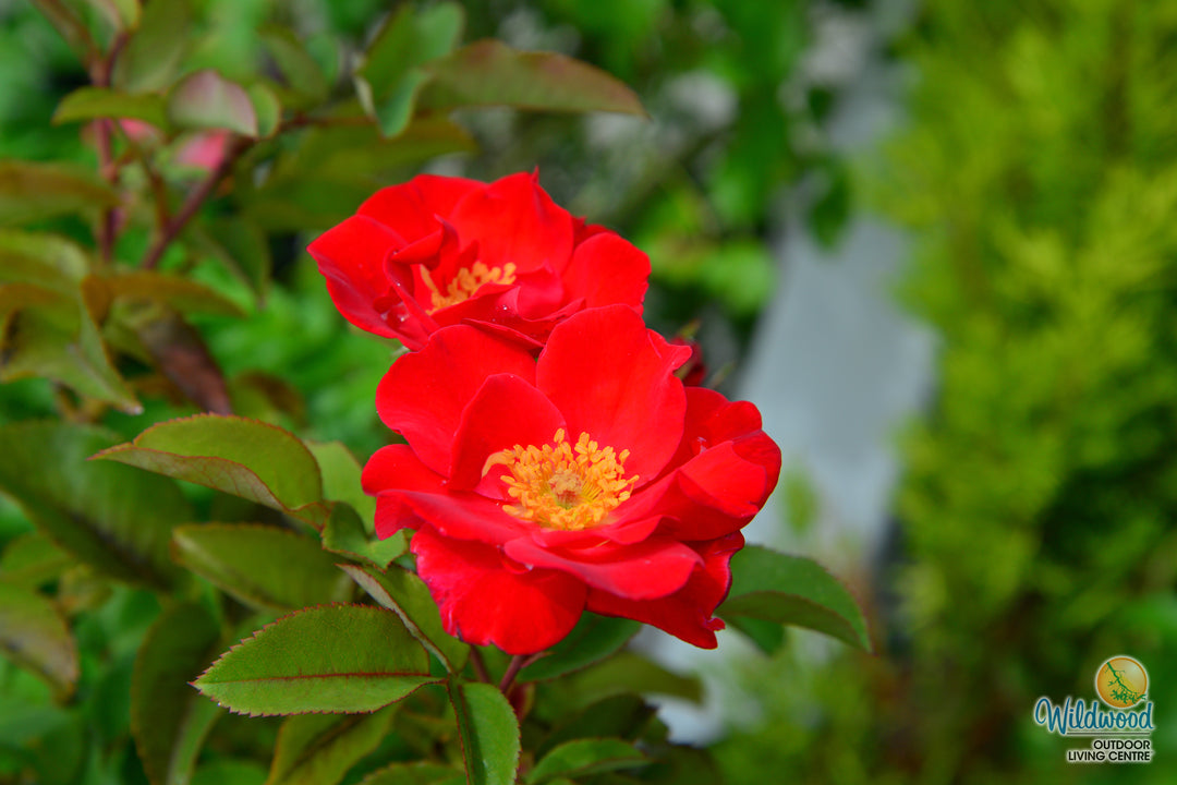 Top Gun - Weeks Rose
