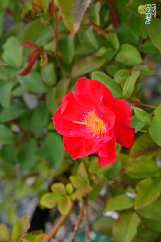Top Gun - Weeks Rose
