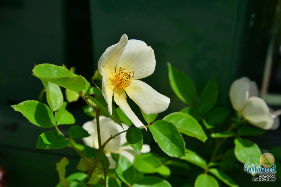 Tottering By Gently - David Austin Rose