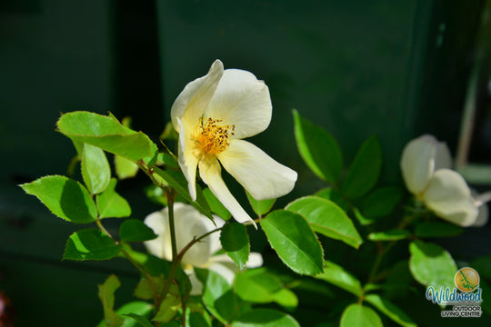 Tottering By Gently - David Austin Rose