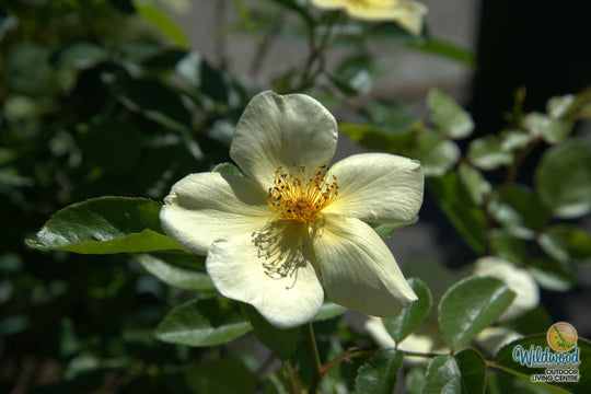Tottering By Gently - David Austin Rose