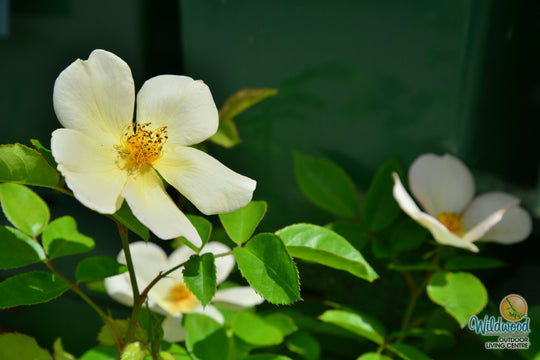 Tottering By Gently - David Austin Rose