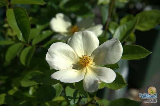 Tottering By Gently - David Austin Rose