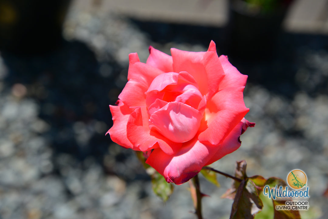 Touch of Class - Weeks Rose
