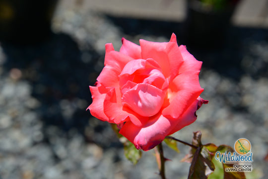 Touch of Class - Weeks Rose