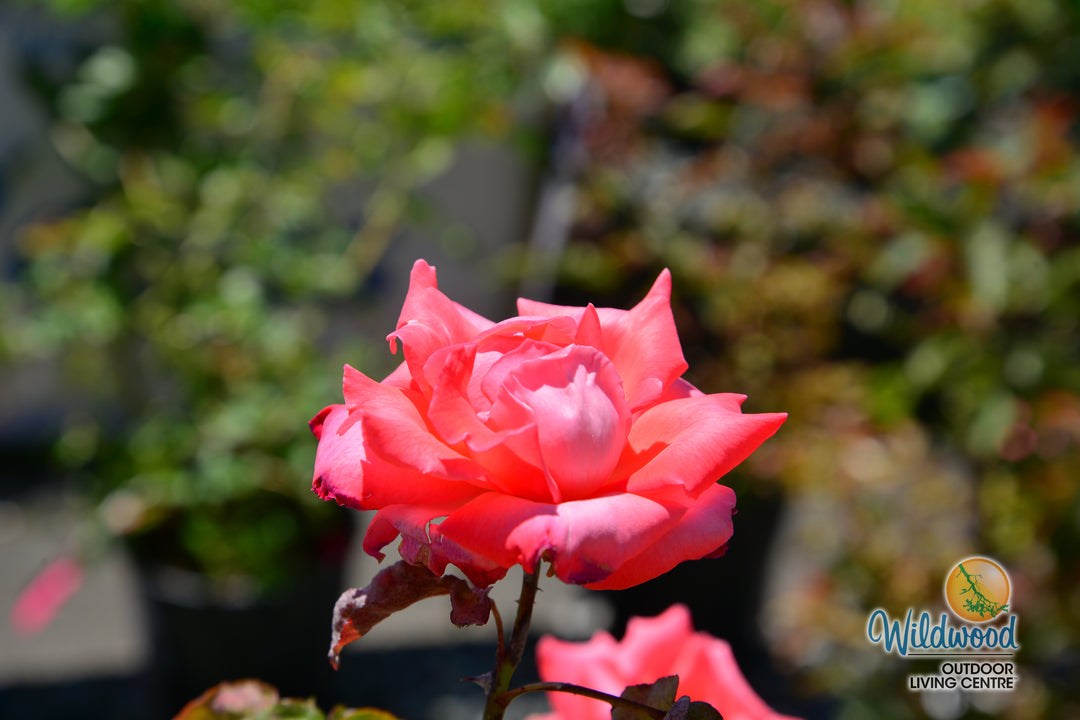 Touch of Class - Weeks Rose