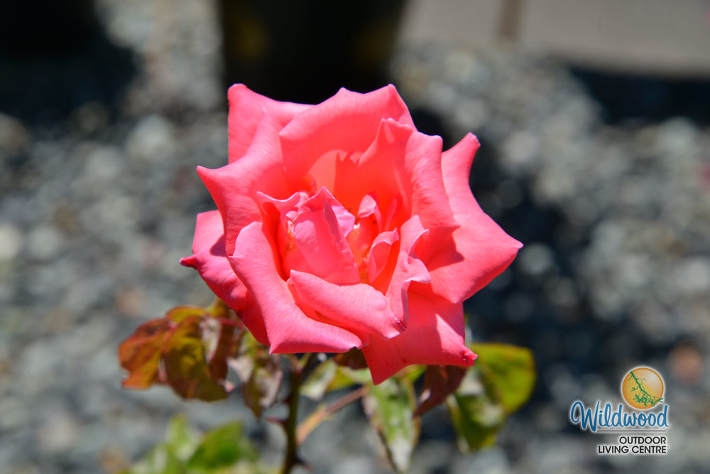Touch of Class - Weeks Rose
