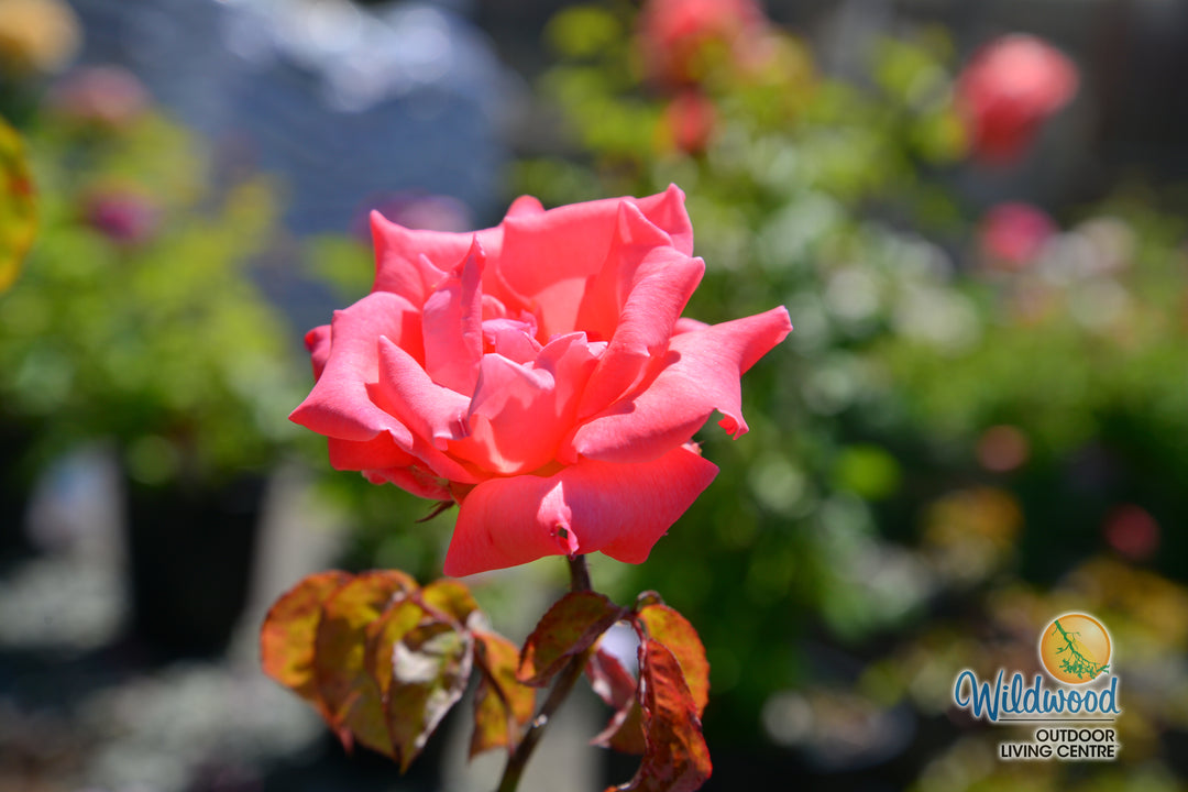 Touch of Class - Weeks Rose