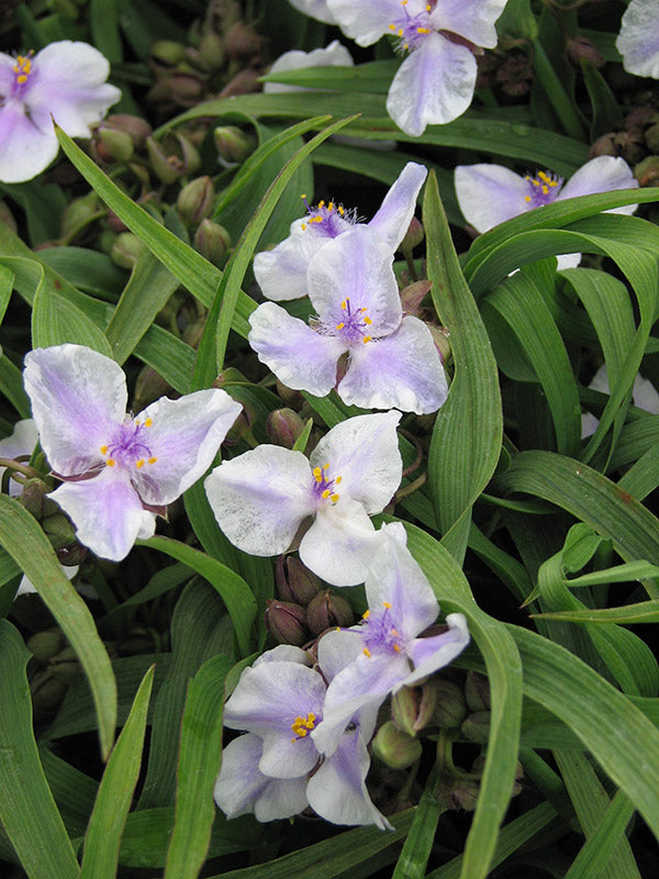 Tradescantia - Bilberry Ice, 1 Pack